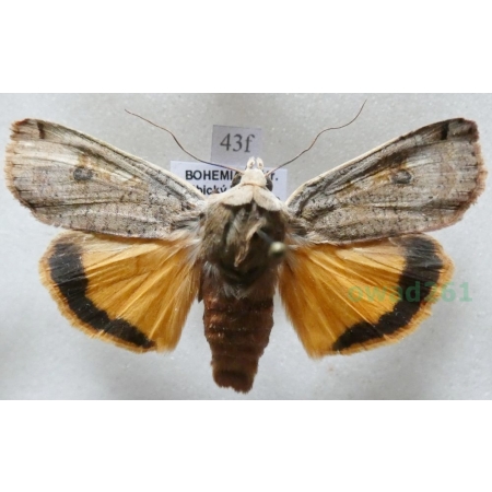 Noctua pronuba (Linnaeus, 1758) Rolnica tasiemka Czech43f